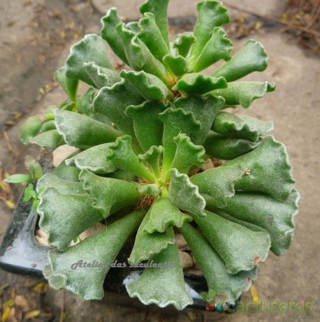adromischus-cristatus