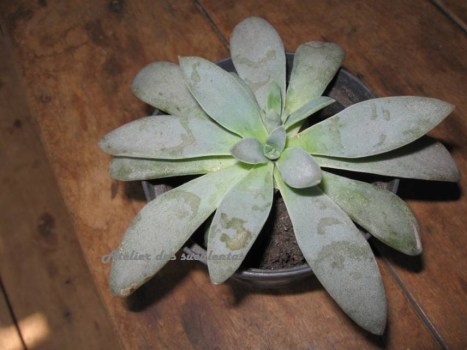 adromischus-phillipsiae
