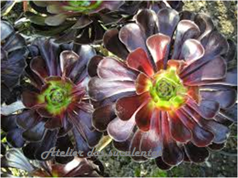 aeonium-arboreum