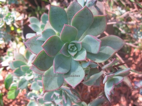 aeonium-haworthii