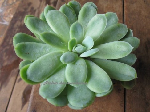 aeonium-korneliuslemsii