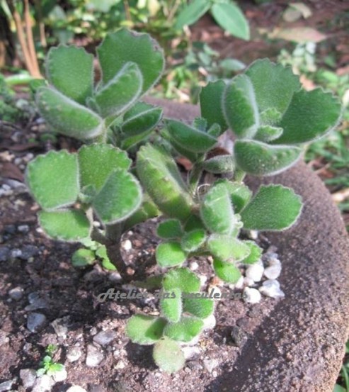 cotyledon-tomentosa