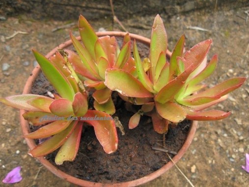 crassula-erosula-campfire