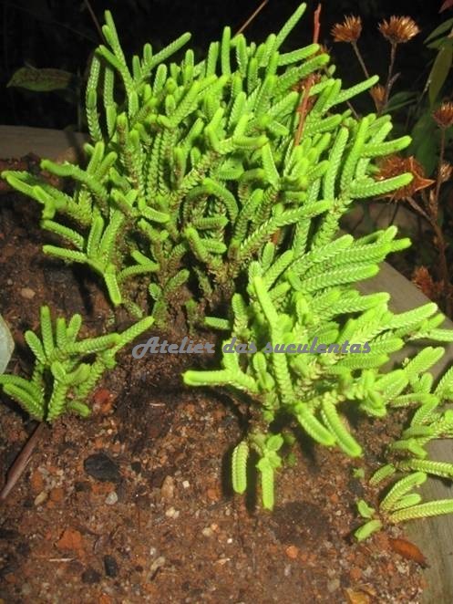 crassula-lycopodiodes