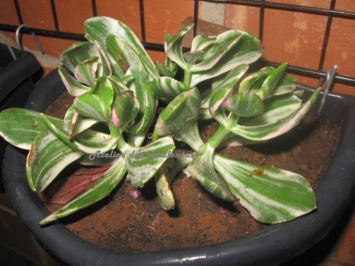 crassula-ovata-variegata