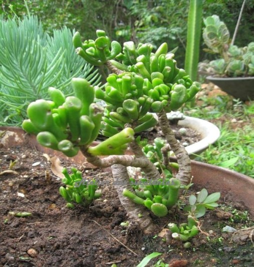 crassula-portulacea-gollum