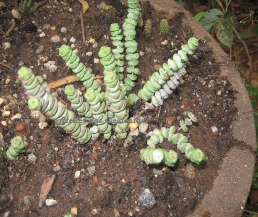 crassula-rupestris