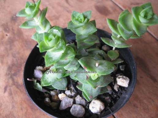 crassula-socialis