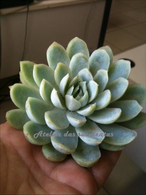 echeveria-albicans