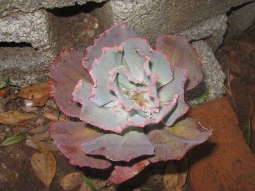 echeveria-blue-curls