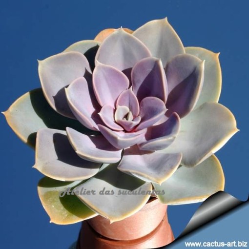 echeveria-cv-perle-von-nurnberg