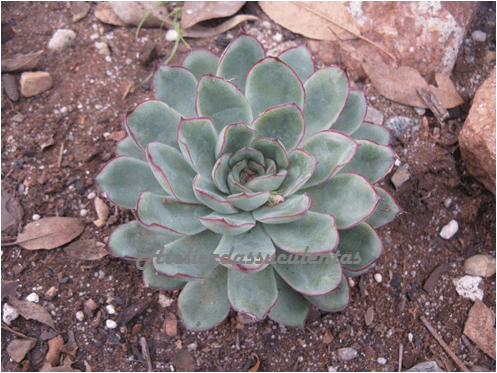 echeveria-derenbergii