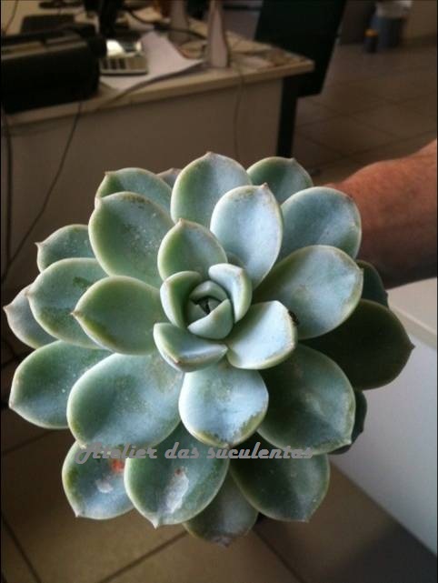 echeveria-elegans