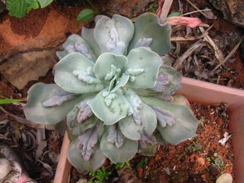 echeveria-gibbiflora-carunculata