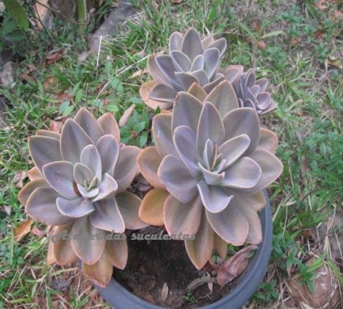 echeveria-gibbiflora