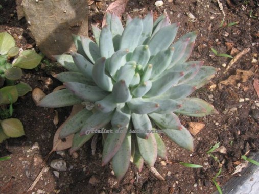 echeveria-howei