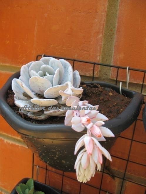 echeveria-lauii