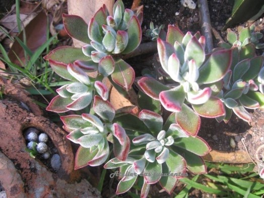 echeveria-pulvinata