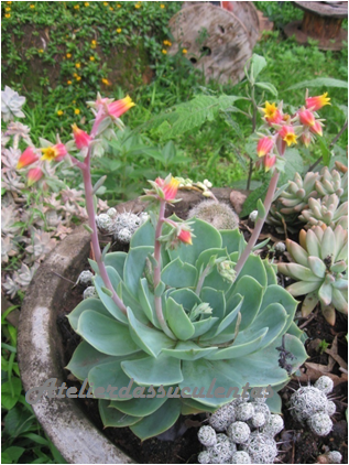 echeveria-pumila-var-glauca
