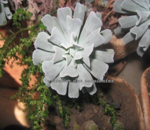 echeveria-runyonii-topsy-turvy