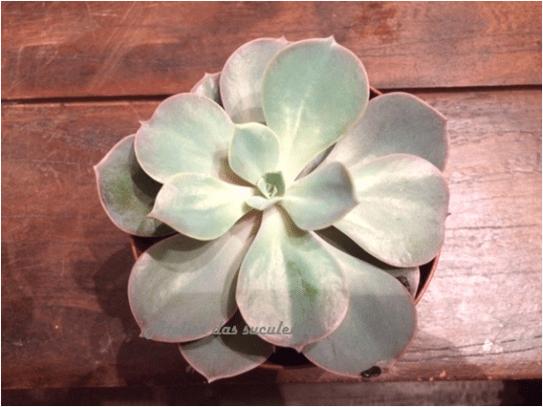 echeveria-texas-rose