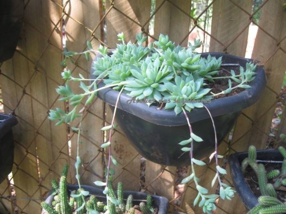 graptopetalum-macdougallii