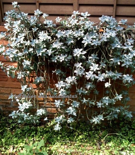graptopetalum-paraguayense