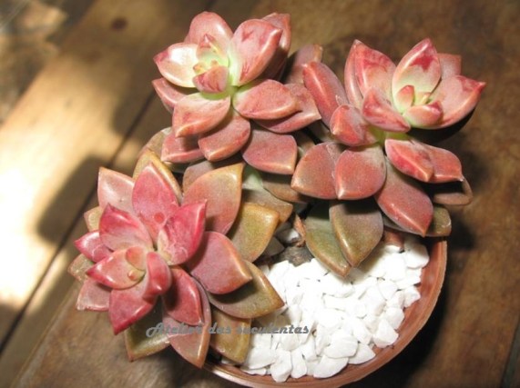 graptopetalum-rubrum
