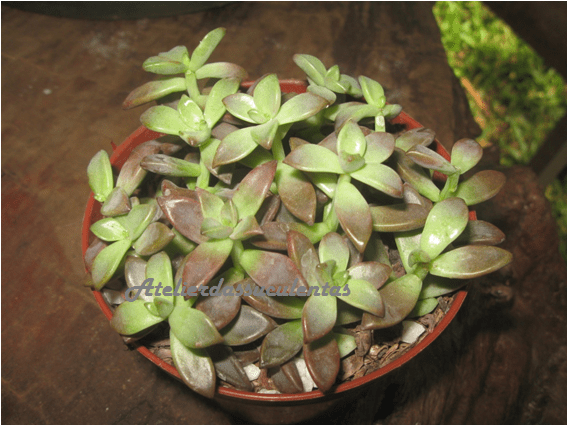 graptoveria-gilva