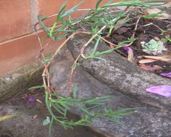 kalanchoe-beauverdii