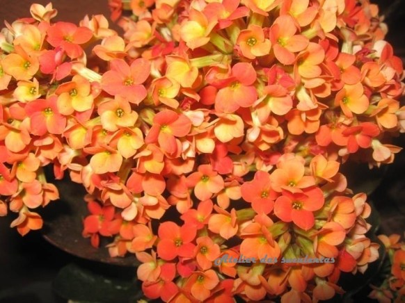kalanchoe-blossfeldiana