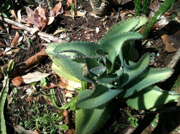 kalanchoe-daigremotiana