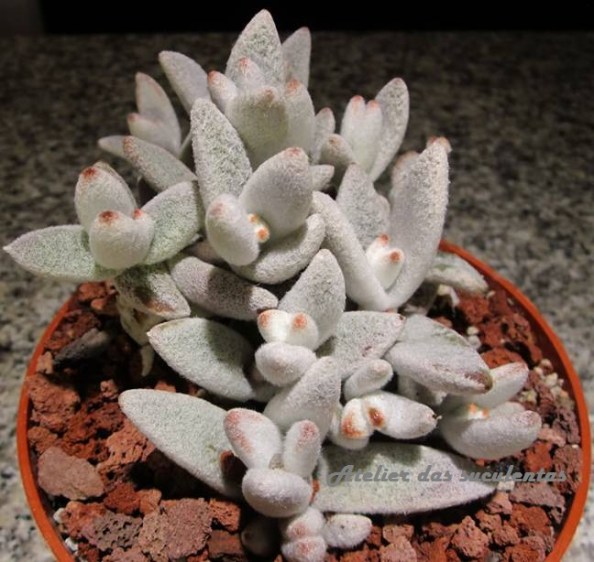 kalanchoe-eriophylla