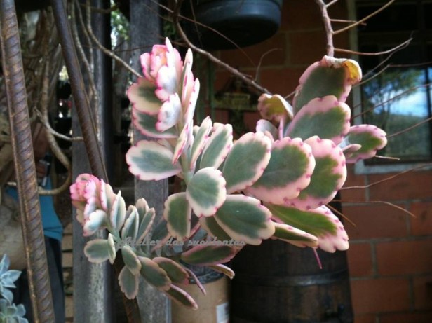 kalanchoe-fedtschenkoi-marginata