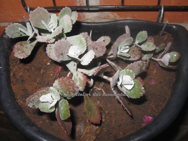 kalanchoe-fedtschenkoi-var