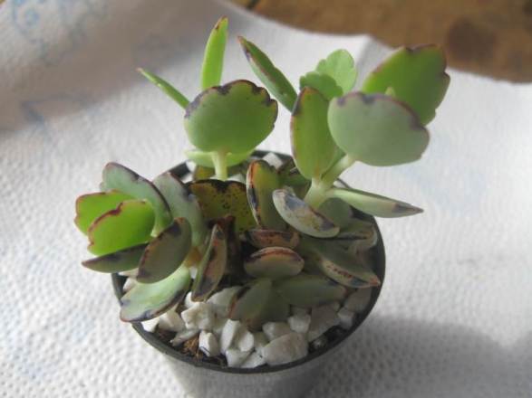 kalanchoe-fedtschenkoi