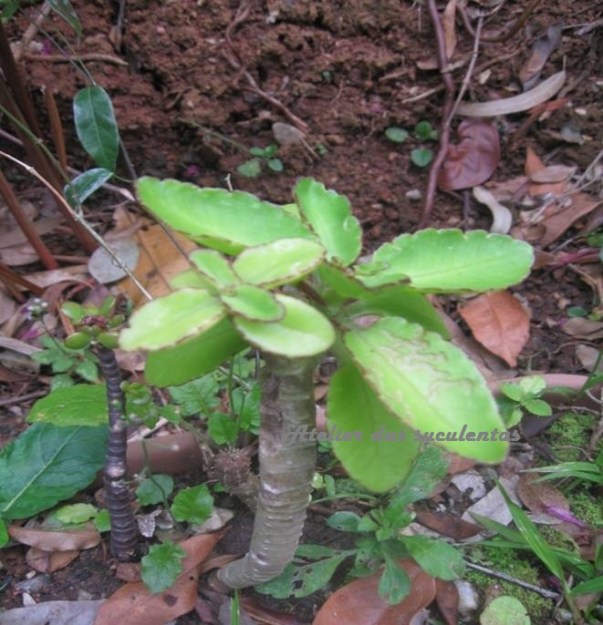 kalanchoe-prolifera