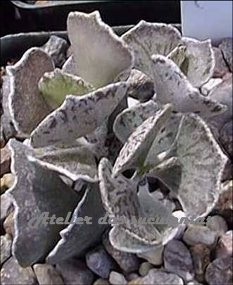 kalanchoe-rhombopilosa