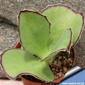 kalanchoe-synsepala