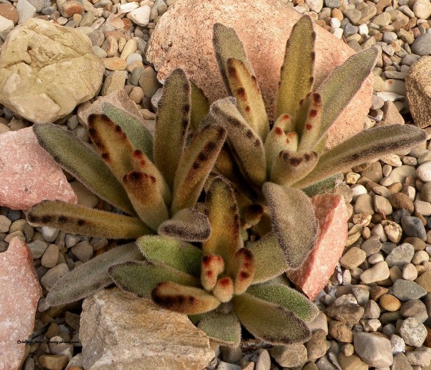 kalanchoe-tomentosa-chocolate