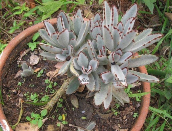 kalanchoe-tomentosa