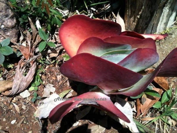 kalanchoe-tyrsifolia