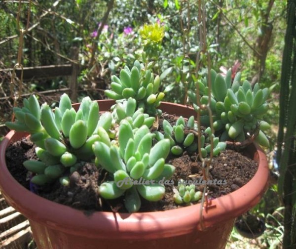 pachyphytum-brevifolium