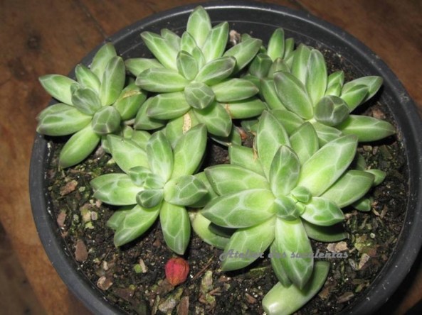 pachyphytum-compactum