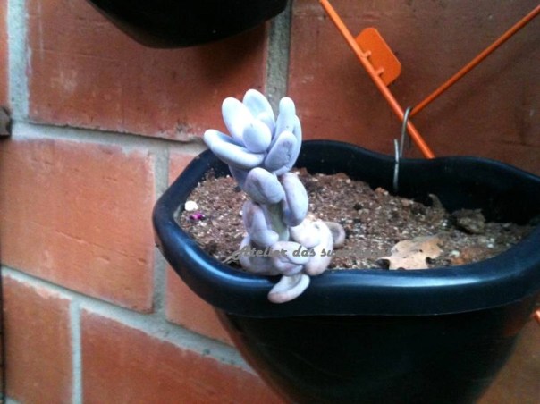 pachyphytum-oviferum