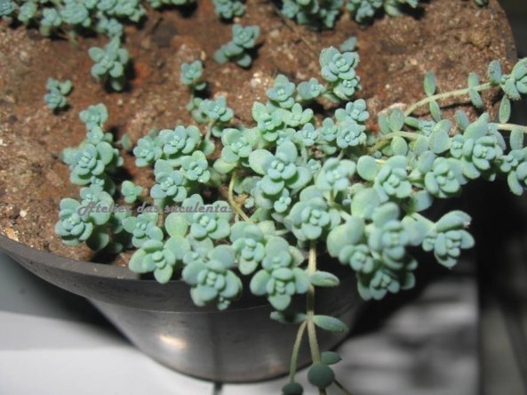 sedum-acre-diploid