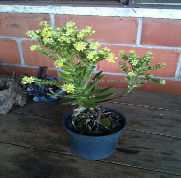 sedum-affin-tricarpum