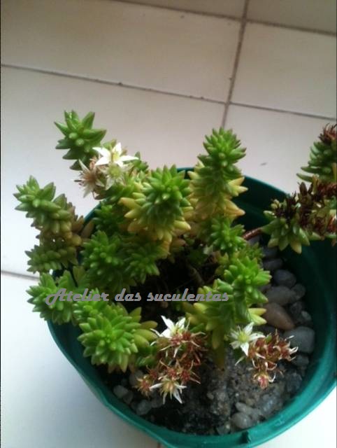 sedum-anglicum-pyrenaecum