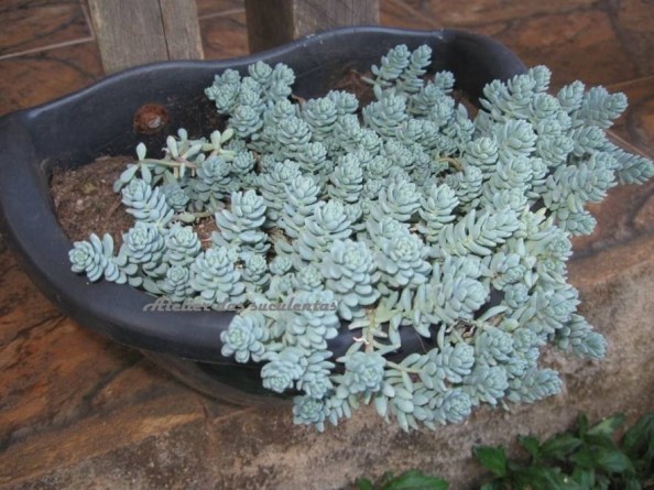 sedum-dasyphyllum
