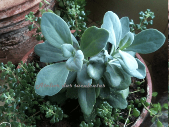 sedum-dendroideum-ssp-praealtum